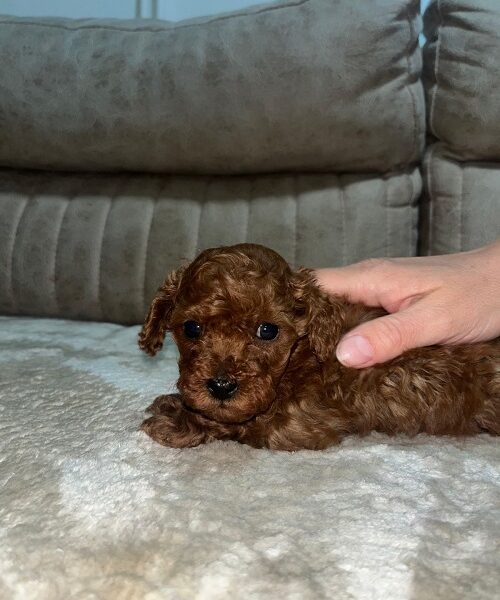 Toy pudlica