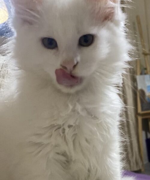 Maine Coon mačići