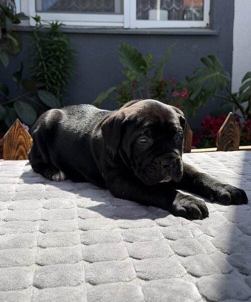 Crni Cane Corso štenci - rezervacije u toku