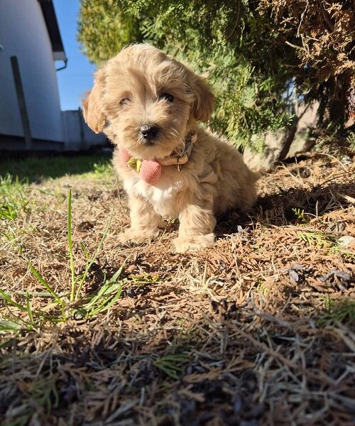 Mini maltipoo