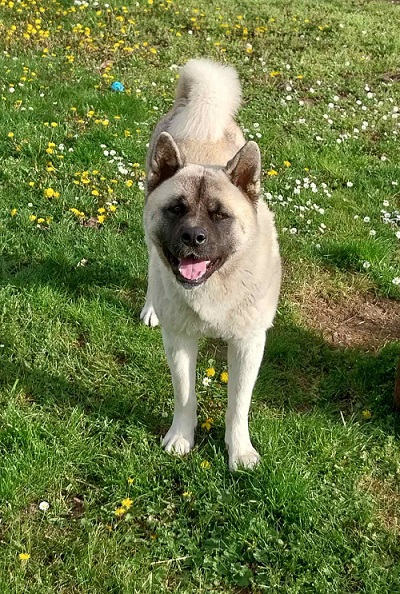 Američka akita, parenje