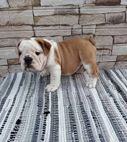 Engleski buldog