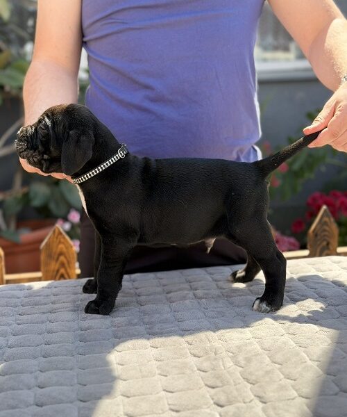 Crni Cane Corso štenci - rezervacije u toku