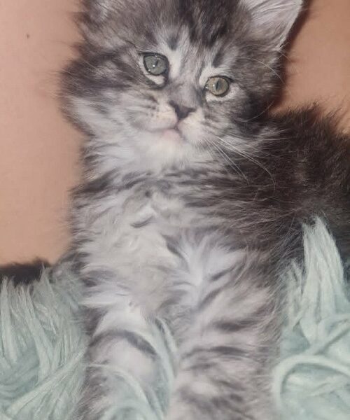 Maine Coon mačići