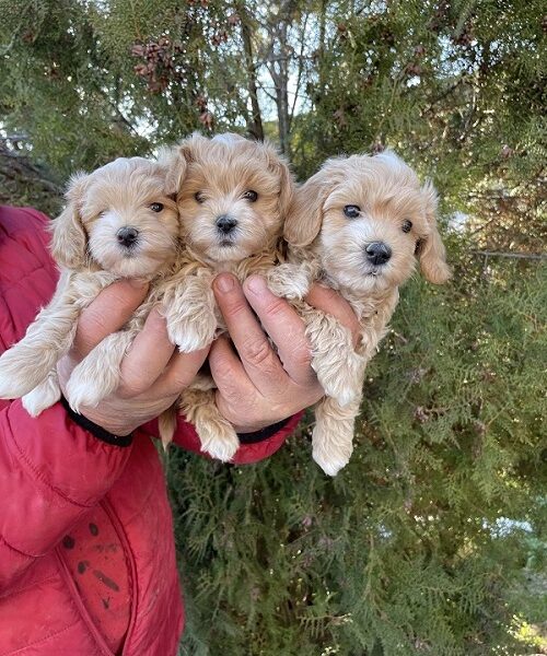 Mini maltipoo