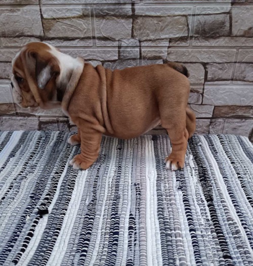 Engleski buldog