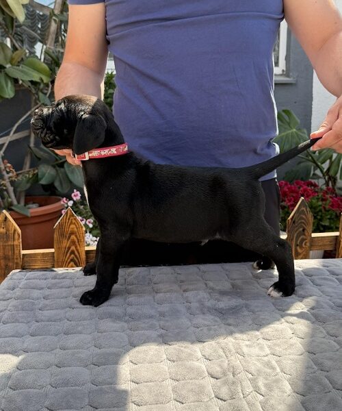Crni Cane Corso štenci - rezervacije u toku