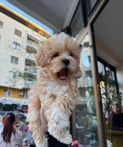 Mini maltipoo