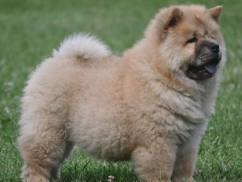 Chow Chow Cau Cau Čau Čau