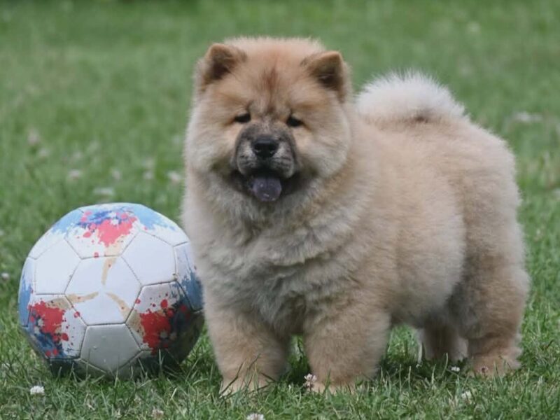 Chow Chow Cau Cau Čau Čau