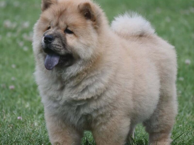 Chow Chow Cau Cau Čau Čau