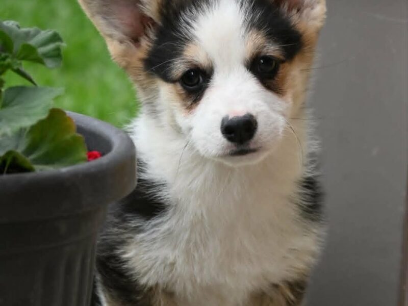 Velški korgi/Welsh Corgi Pembroke