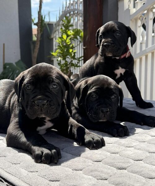 Crni Cane Corso štenci - rezervacije u toku