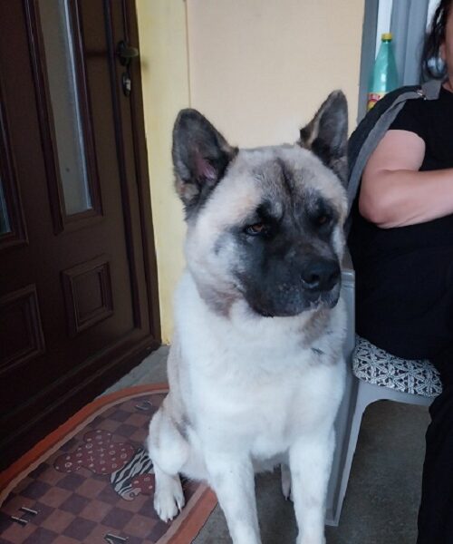 Američka akita, parenje