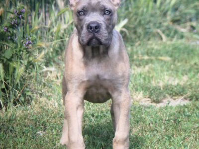 Cane Corso štenci