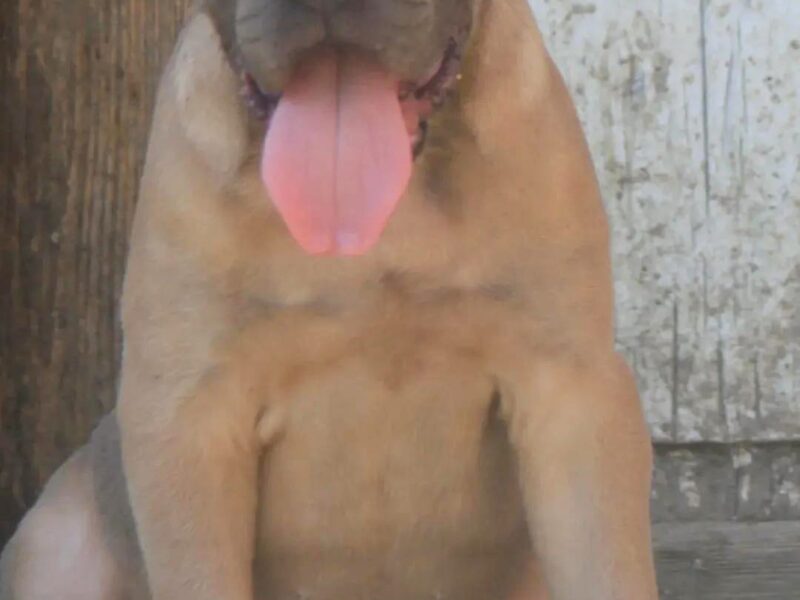 Cane Corso štenci