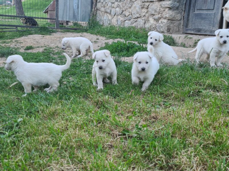 Beli švajcarski ovčar prelepi štenci