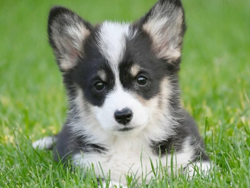 Velški korgi/Welsh Corgi Pembroke
