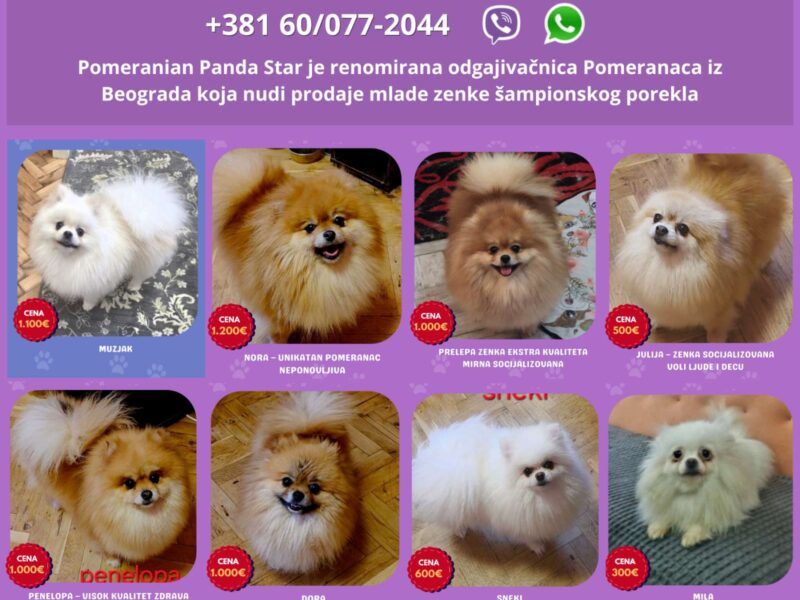 Odgajivačnica Pomeranaca prodaje mlade ženke
