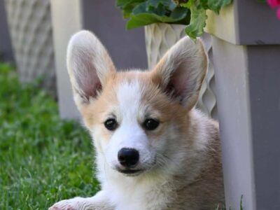 Velški korgi/Welsh Corgi Pembroke