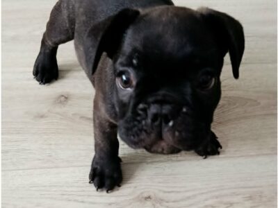 Francuski buldog