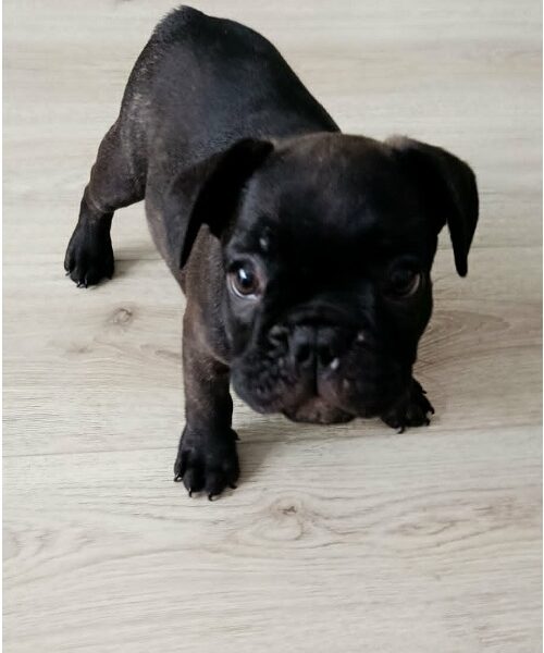 Francuski buldog