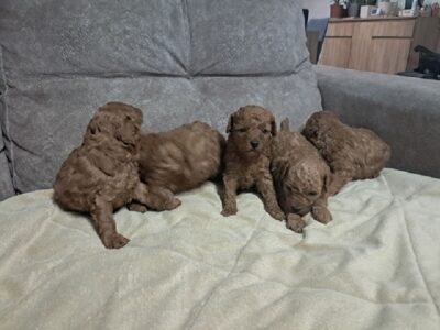 Crvena toj pudla ( Toy Poodle )