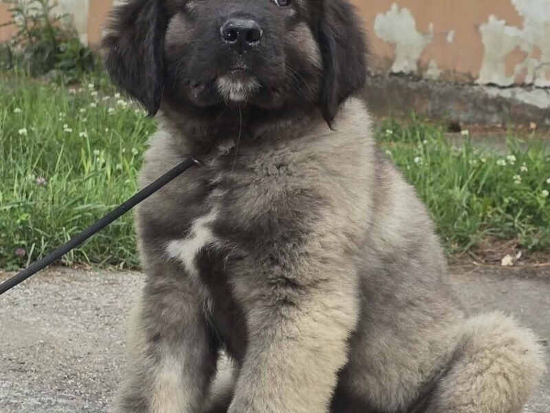Kavkaski ovčar vrhunski štenci