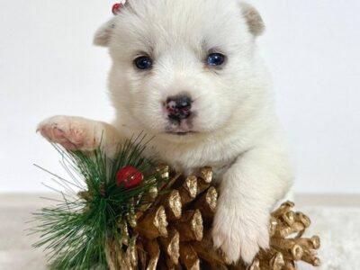 Pomsky-pomski (pomeranac + haski)