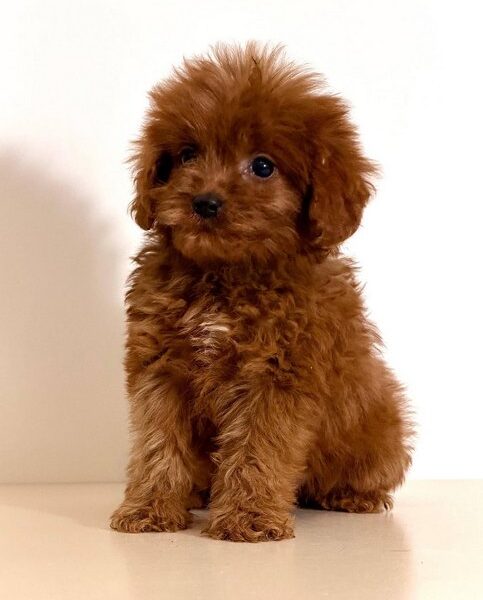 Cavapoo-Kavapu (cavalier king charles spaniel + pudla)