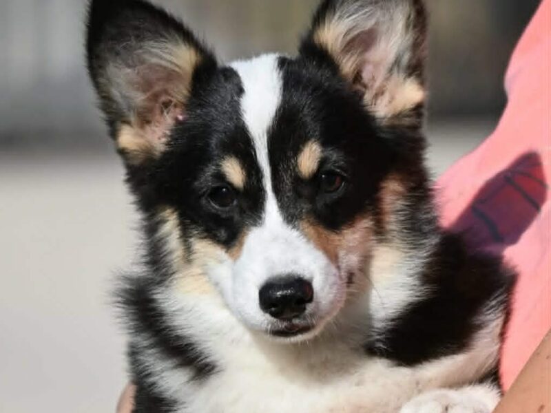 Velški korgi/Welsh Corgi Pembroke