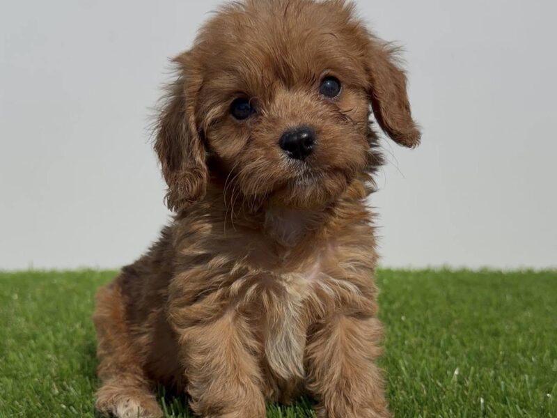 Cavapoo-Kavapu (cavalier king charles spaniel + pudla)