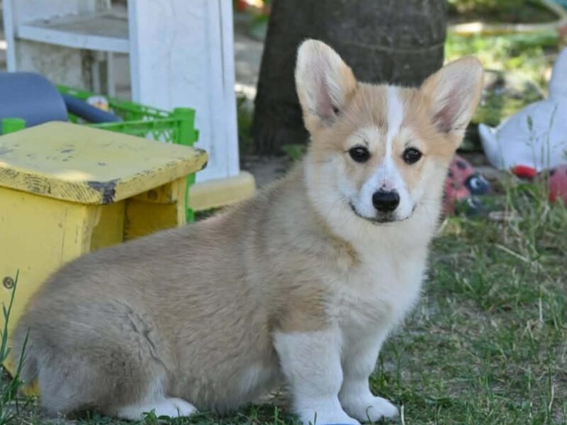 Velški korgi/Welsh Corgi Pembroke