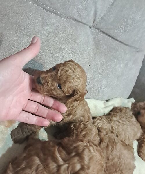 Crvena toj pudla ( Toy Poodle )