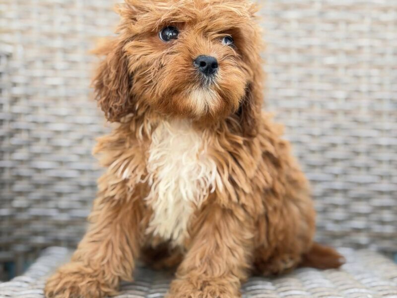 Cavapoo-Kavapu (cavalier king charles spaniel + pudla)