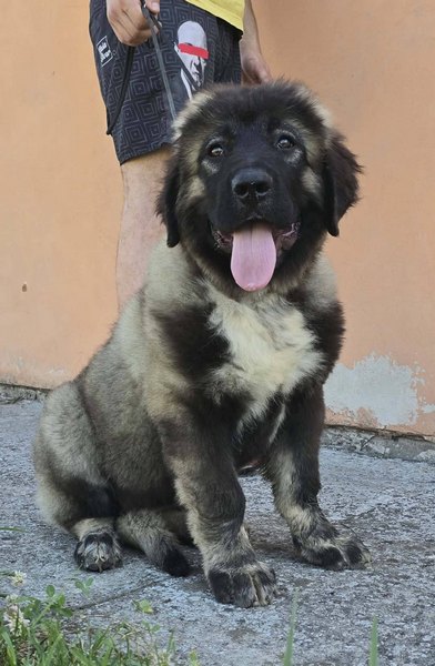 Kavkaski ovčar vrhunski štenci