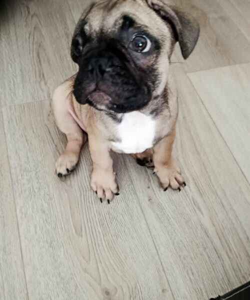 Francuski buldog