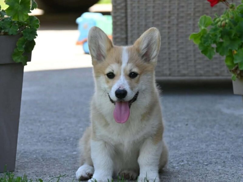 Velški korgi/Welsh Corgi Pembroke