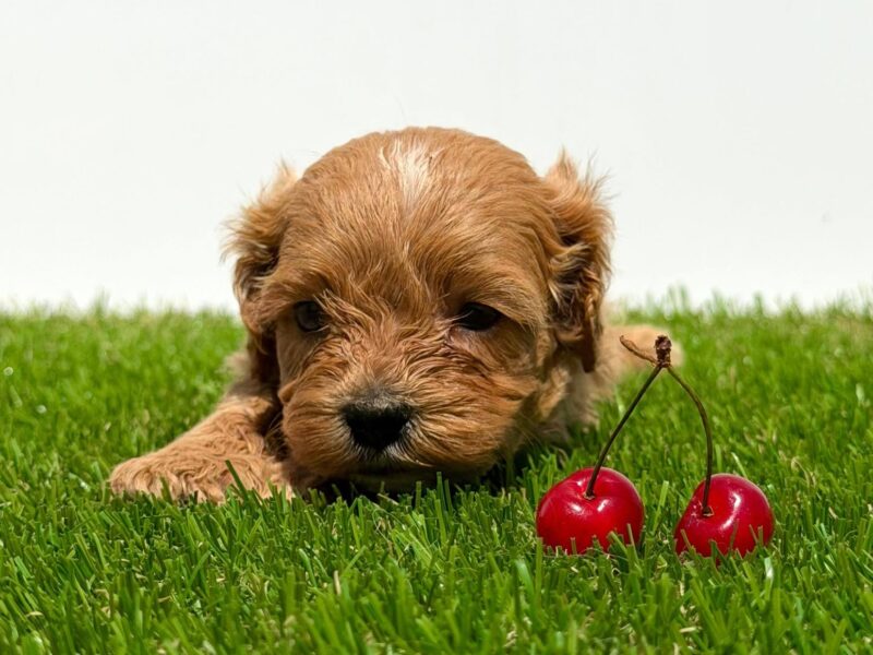 Cavapoo-Kavapu (cavalier king charles spaniel + pudla)
