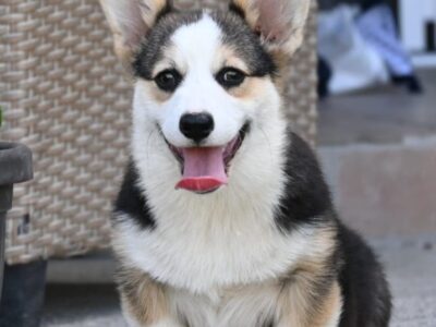 Velški korgi/Welsh Corgi Pembroke