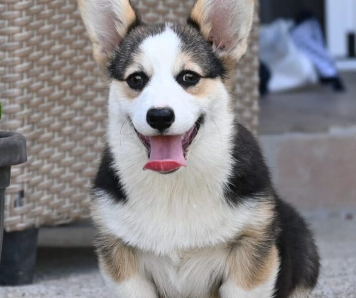Velški korgi/Welsh Corgi Pembroke