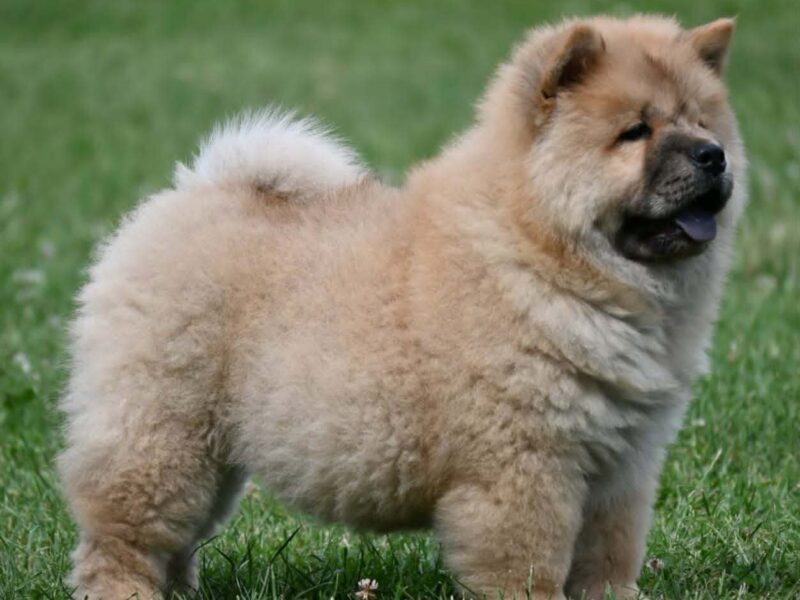 Chow Chow Cau Cau Čau Čau