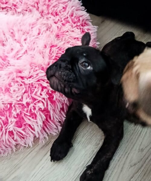 Francuski buldog