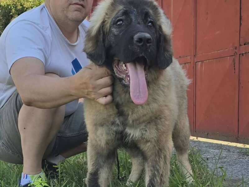 Kavkaski ovčar vrhunski štenci