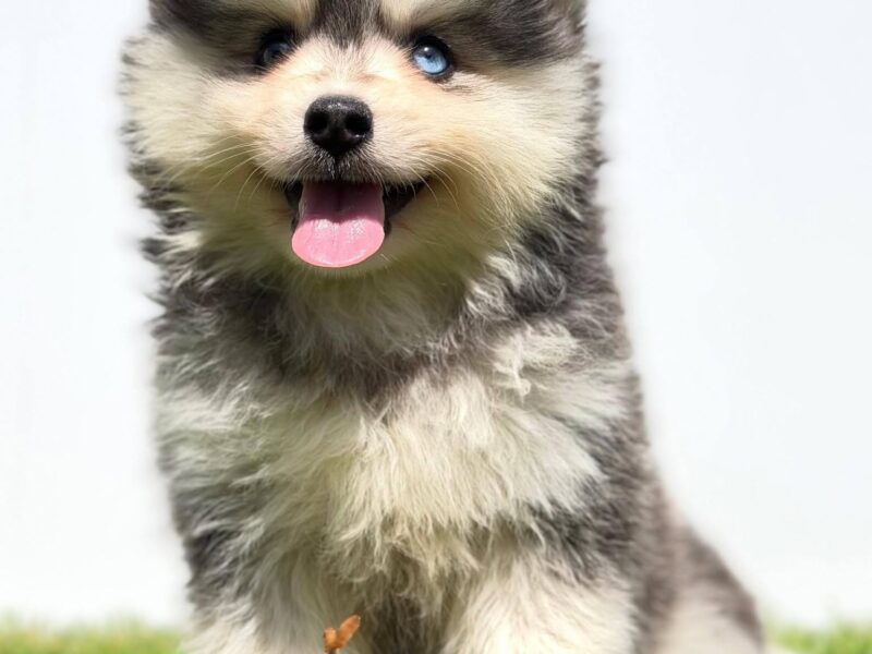 Pomsky-pomski (pomeranac + haski)