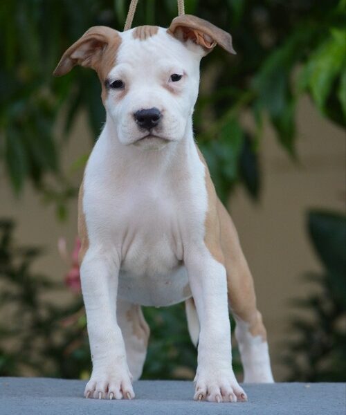 Štenci Američkog staforda