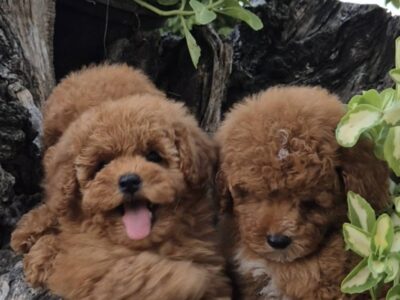Pudle i maltipoo, prelepi štenci