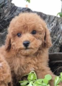 Pudle i maltipoo, prelepi štenci