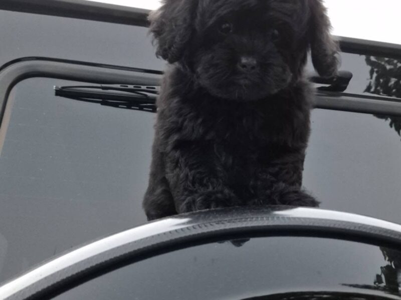 Pudle i maltipoo, prelepi štenci
