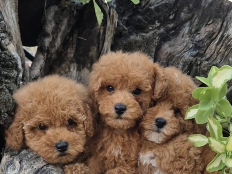 Pudle i maltipoo, prelepi štenci